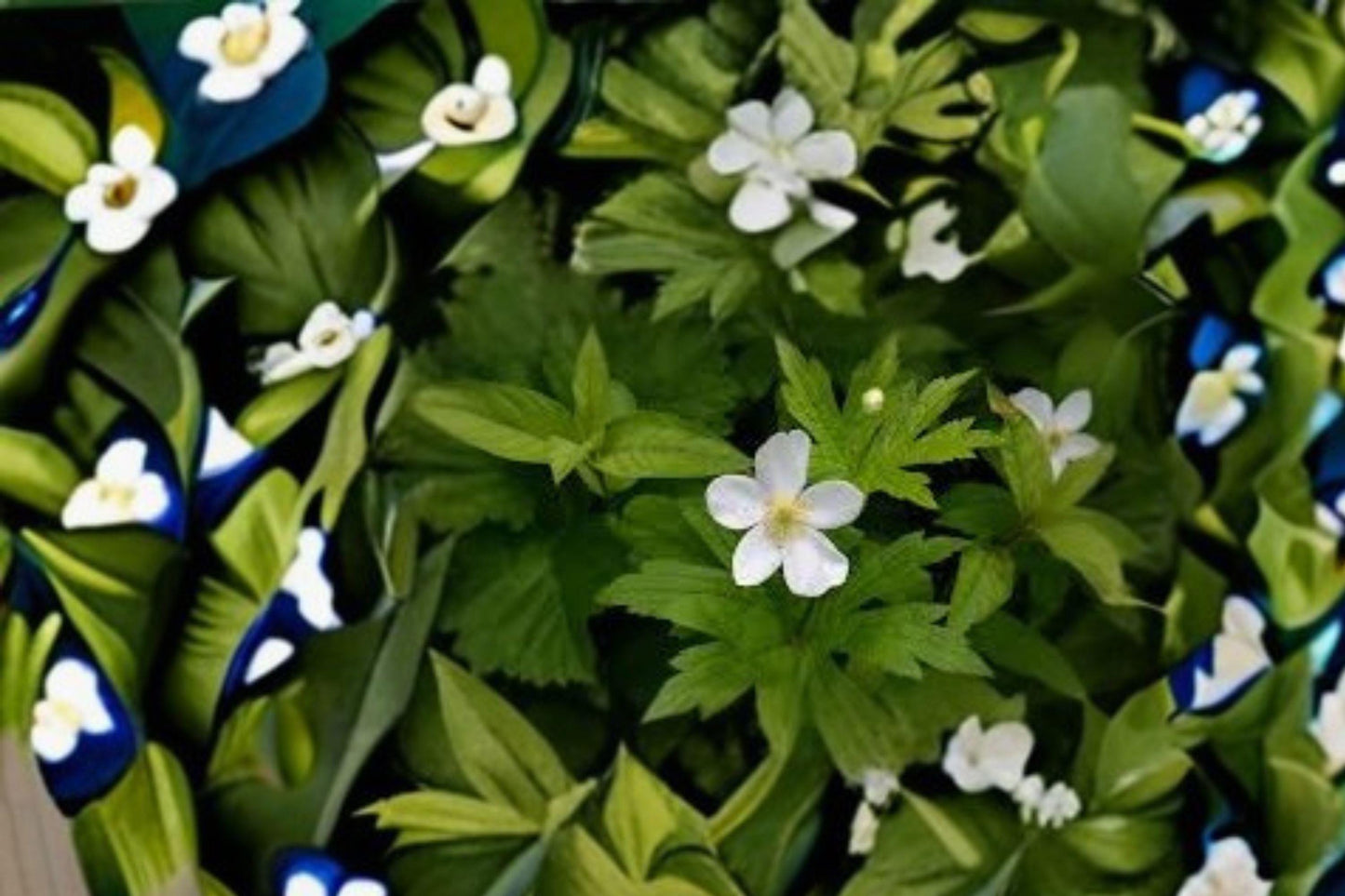 Canada Anemone Seeds: Native Wildflower, Pollinator Garden (100 Seeds)