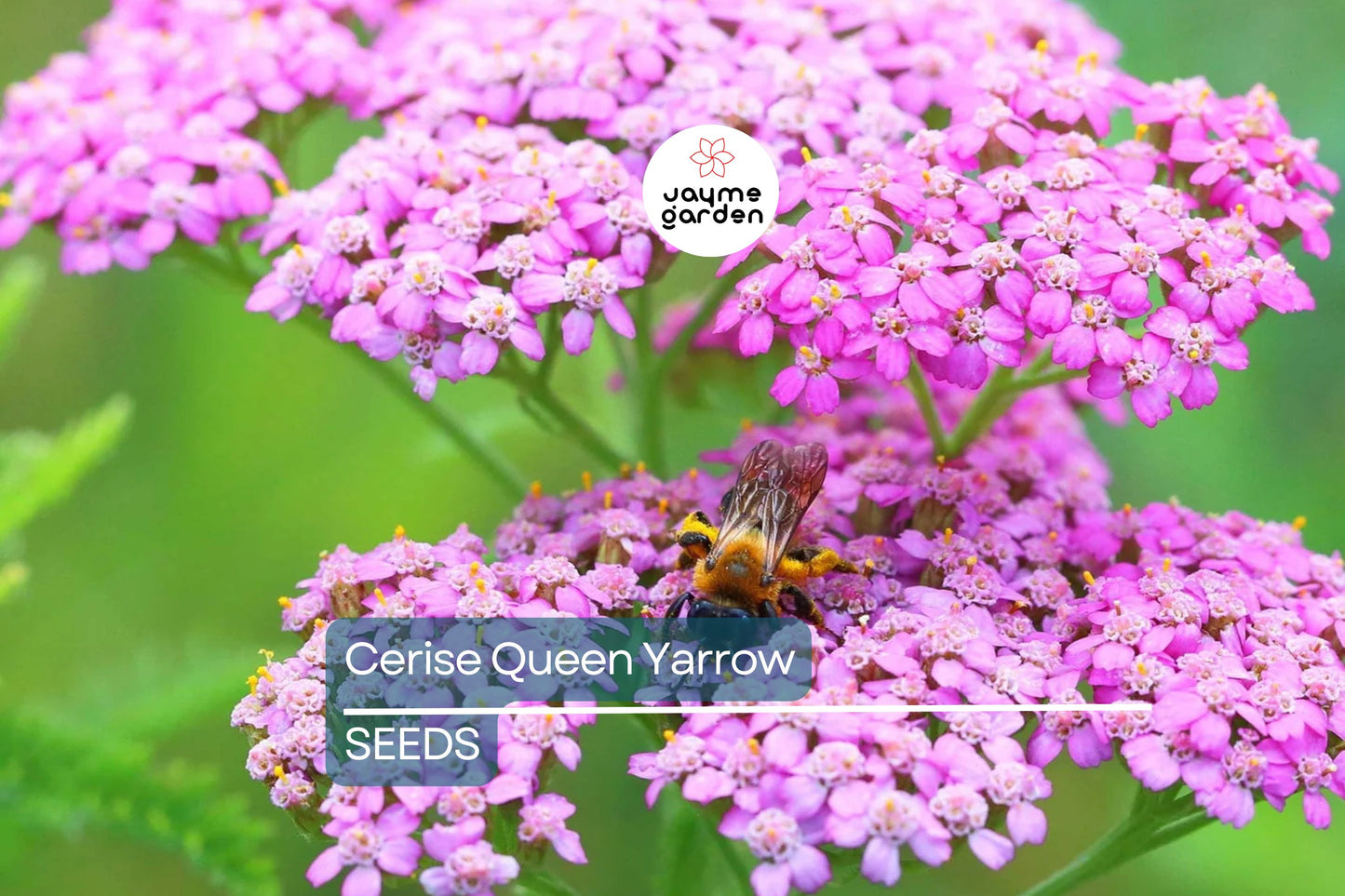 Cerise Queen Yarrow Seeds | Vibrant Pink Flowers | Drought Tolerant | Attracts Pollinators | Perennial | Free Shipping | 85 Days