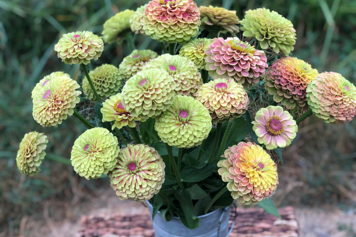 100+ Queen Lime Blush Zinnia Seeds – Vibrant Garden Flower, USA Grown, Beautiful Blooms –