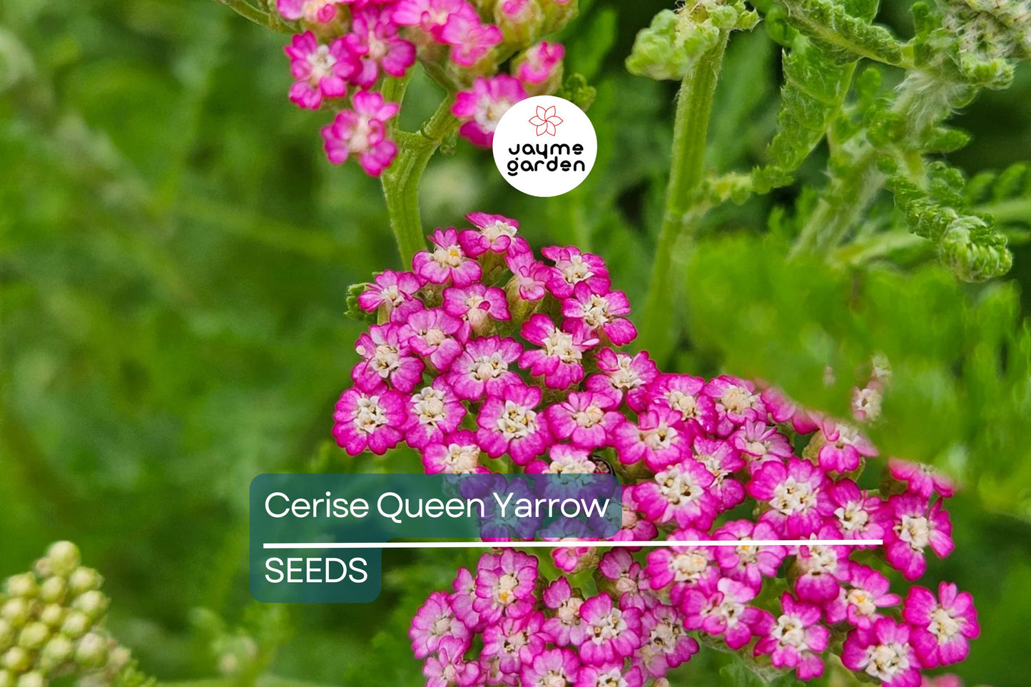 Cerise Queen Yarrow Seeds | Vibrant Pink Flowers | Drought Tolerant | Attracts Pollinators | Perennial | Free Shipping | 85 Days