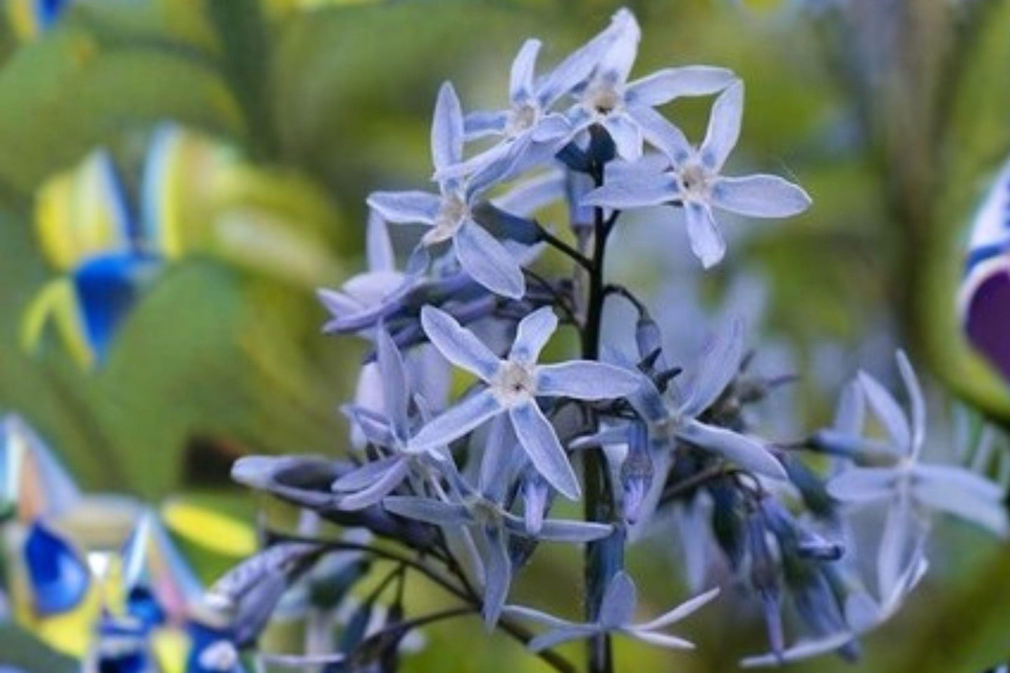 10 Eastern Bluestar Seeds – Amsonia tabernaemontana – Native Perennial – Blue Flowers – Pollinator Plant