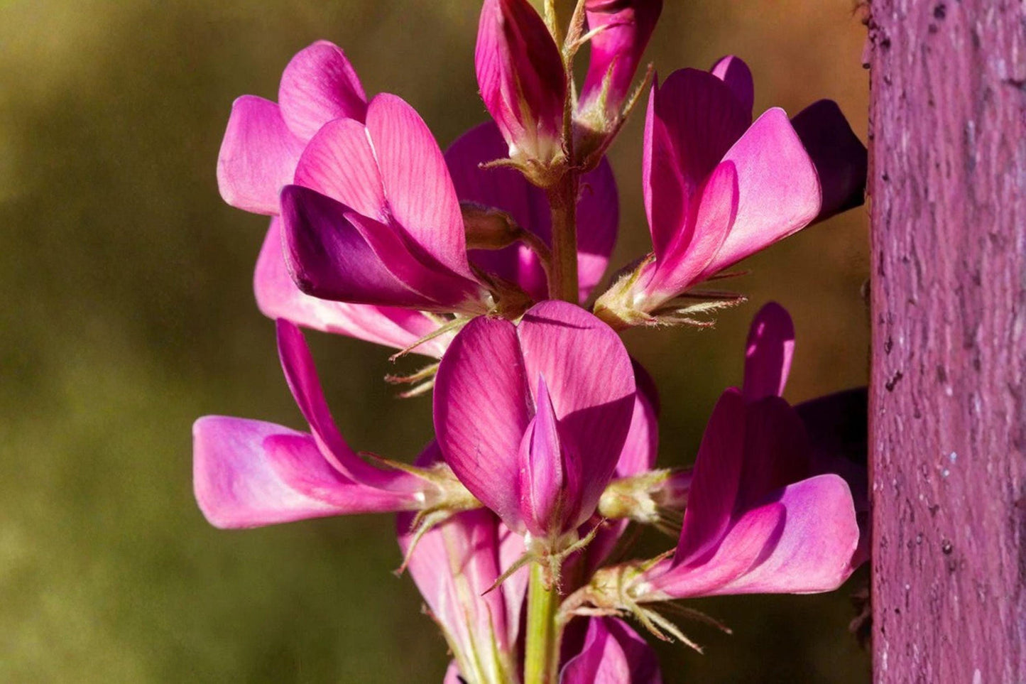 25 Seeds Hedysarum boreale — Utah Sweetvetch, Drought-Tolerant Native Wildflower for Pollinators