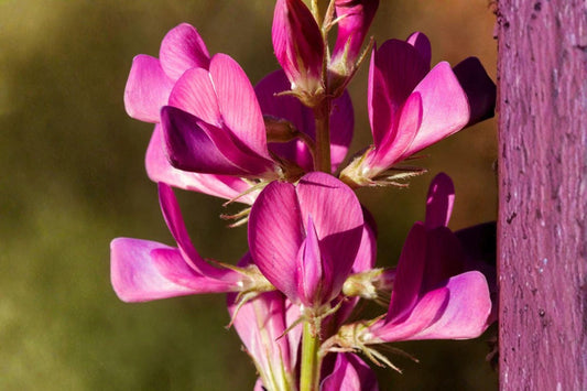 25 Seeds Hedysarum boreale — Utah Sweetvetch, Drought-Tolerant Native Wildflower for Pollinators