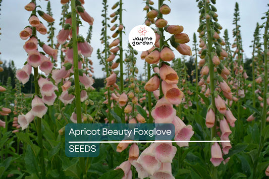 Apricot Beauty Foxglove Seeds | Tall Biennial | Pastel Apricot-Pink Blooms | Attracts Pollinators | USDA Zones 3-9