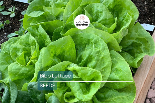 Bibb Lettuce Seeds | Heirloom, Non-GMO | Butterhead Lettuce | Crisp & Sweet | 45 Days to Maturity | Free Shipping