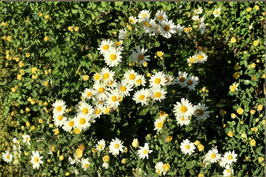 100 Creeping Daisy Seeds – Chrysanthemum paludosum – Low Growing White Flower – Annual Daisy