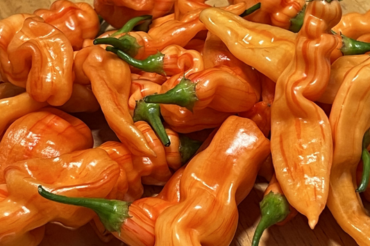 3 Sugar Rush Peach Pepper Starter Plants - Sweet & Spicy - High Yield for Hot Sauce, Snacking, Garden Growing