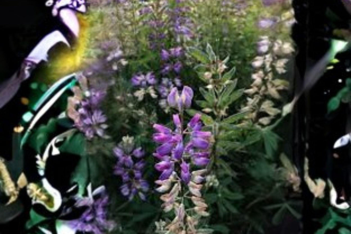 500 mg Lupine Riverbank Seeds (Lupinus rivularis) – Perennial Blue Lupine for Meadows & Pollinator Gardens