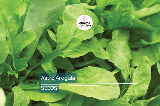 Astro Arugula Seeds | Heirloom, Non-GMO | Mildly Spicy, Nutty Flavor | Fast Growing | Free Shipping | USDA Zones 3-9