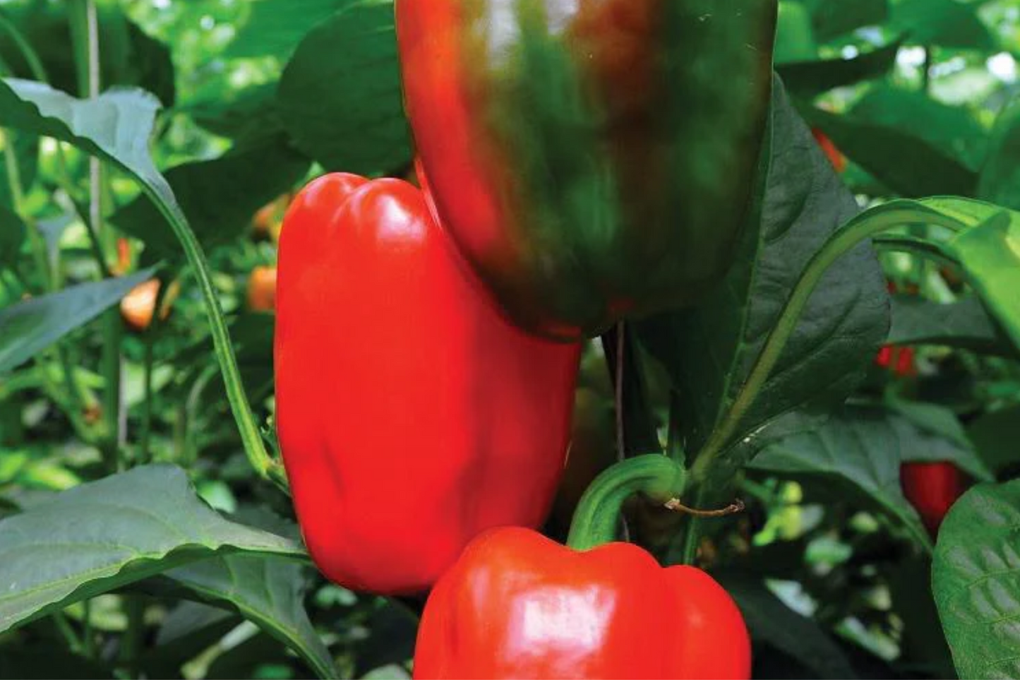 3 California Wonder Bell Pepper Starter Plants - Sweet & Crisp - High Yield for Gardens, Container, Cooking