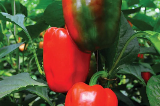 3 California Wonder Bell Pepper Starter Plants - Sweet & Crisp - High Yield for Gardens, Container, Cooking