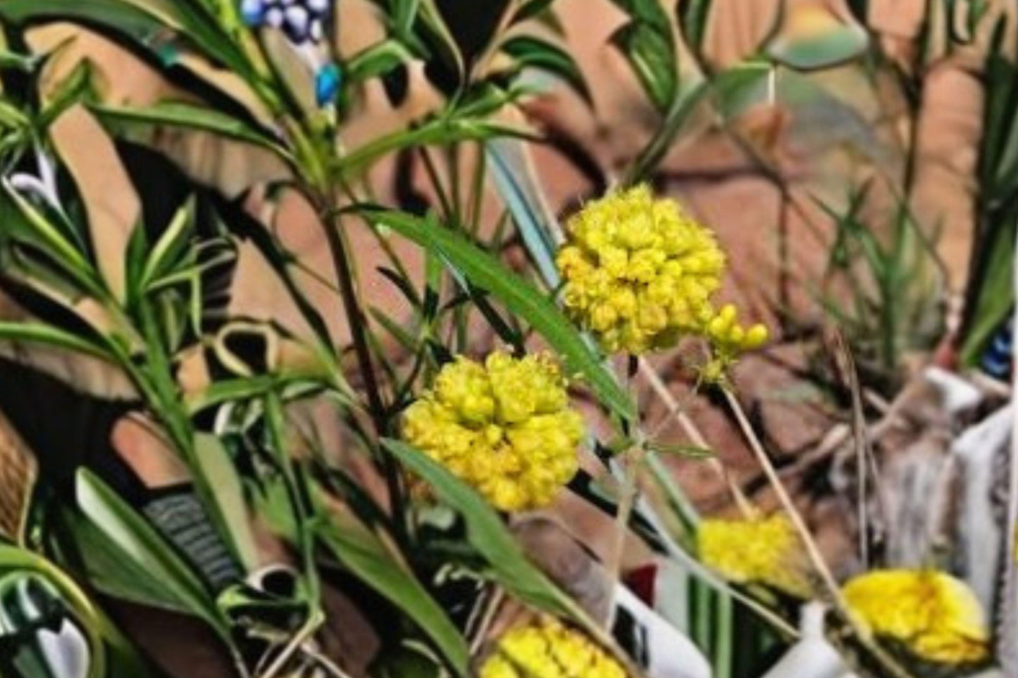 100 Seeds Eriogonum umbellatum — Sulfurflower Buckwheat, Drought-Tolerant Native Perennial for Dry Gardens