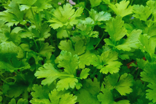 Italian Parsley Seeds | Non-GMO Fresh Garden Seeds | Petroselinum crispum