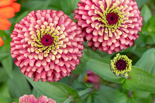 Queen Lime Red Zinnia Seeds - 100+ Unique Bi-Color Blooms - USA Grown -  - Cut Flowers - Butterfly Garden - Easy Grow