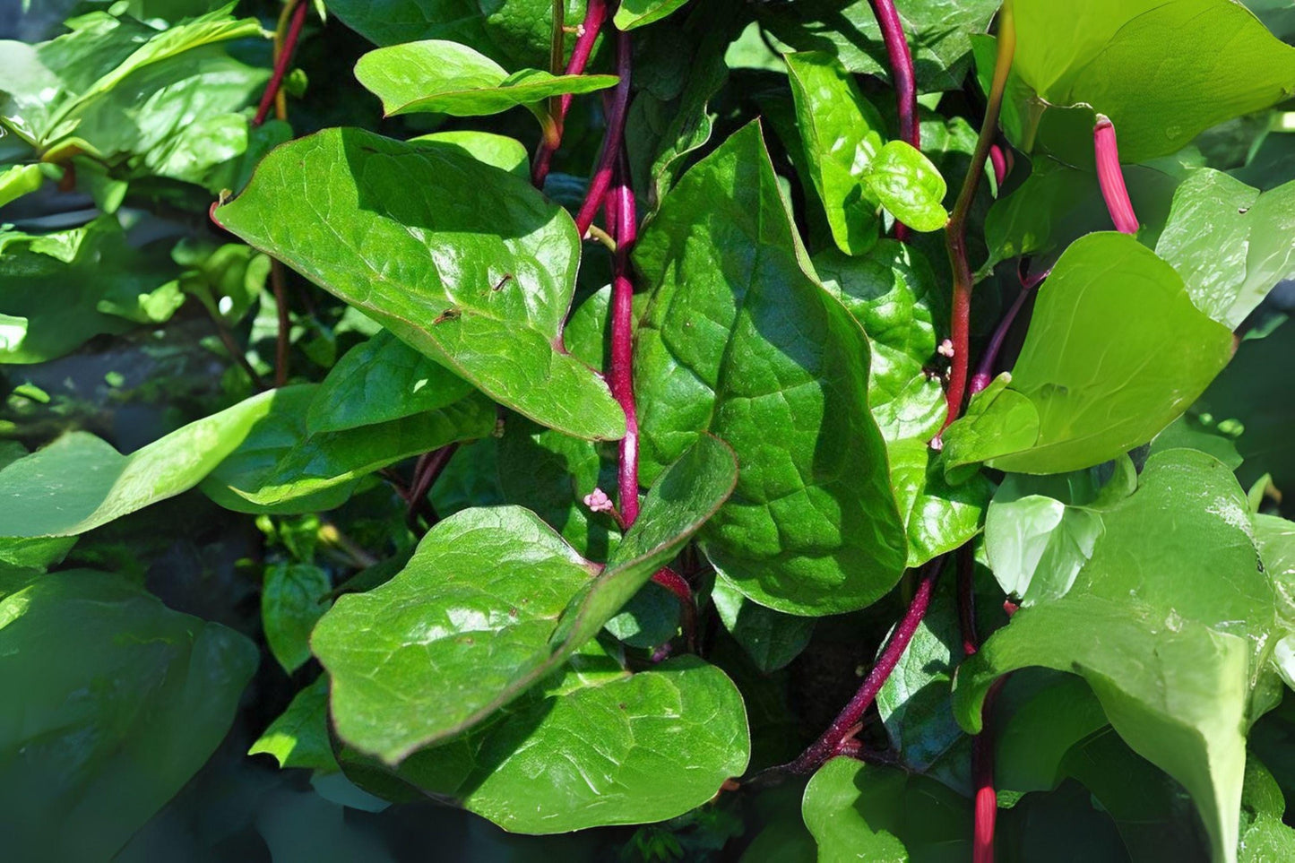 Malabar Spinach Red Stem Seeds: Heirloom Climbing Vine
