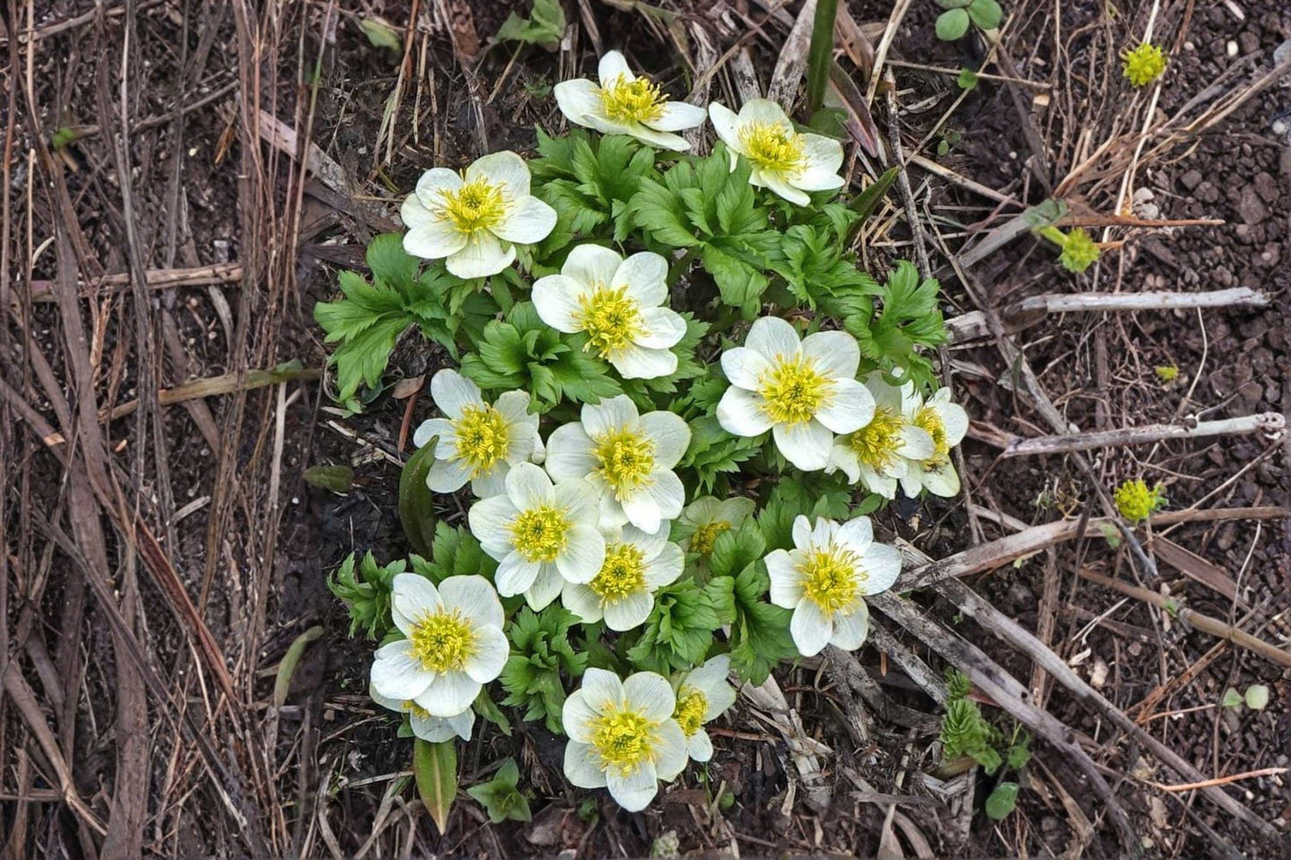 50 American Globeflower Seeds – Trollius laxus albiflorus – Rare Native Wildflower – Shade Garden Perennial