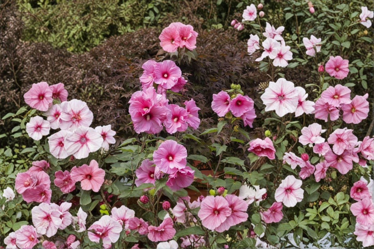 Swamp Rose Mallow Seeds – Hibiscus moscheutos – Native Pink Flower Plant