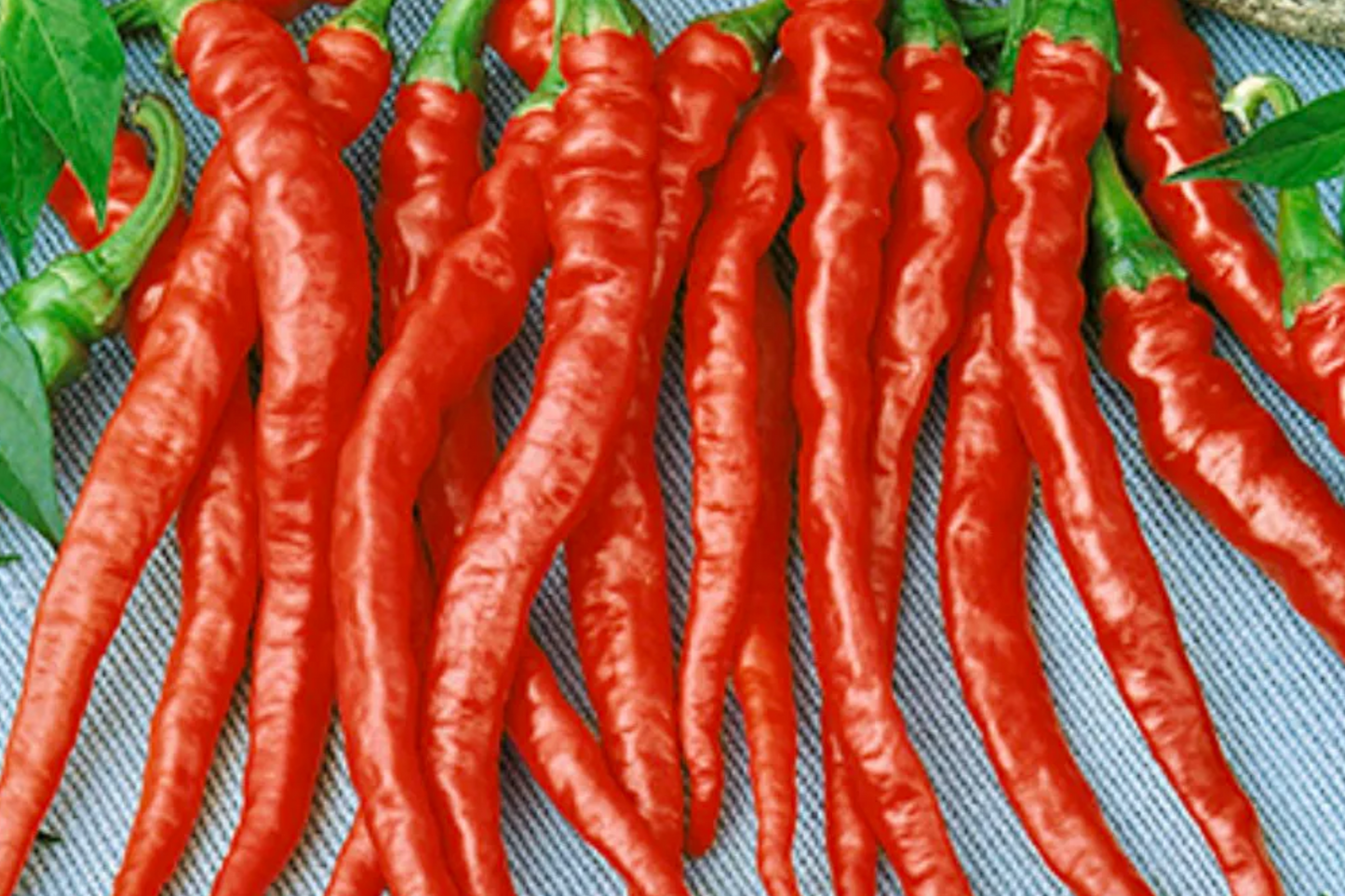 3 Red Dragon Cayenne Pepper Starter Plants - Spicy & High Yield Chili - Great for Hot Sauce, Drying, Cooking