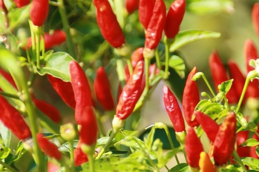 3 Tabasco Pepper Starter Plants - Spicy Tangy Chili - High Yield for Hot Sauce, Cooking, Gardens & Container Growing