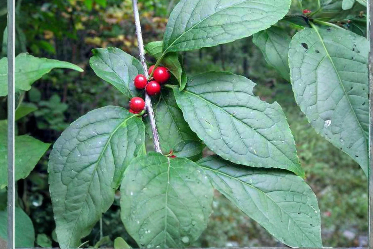 500 mg Seeds | Ilex montana Mountain Winterberry | Native Holly Shrub | Ornamental Red Berry Plant