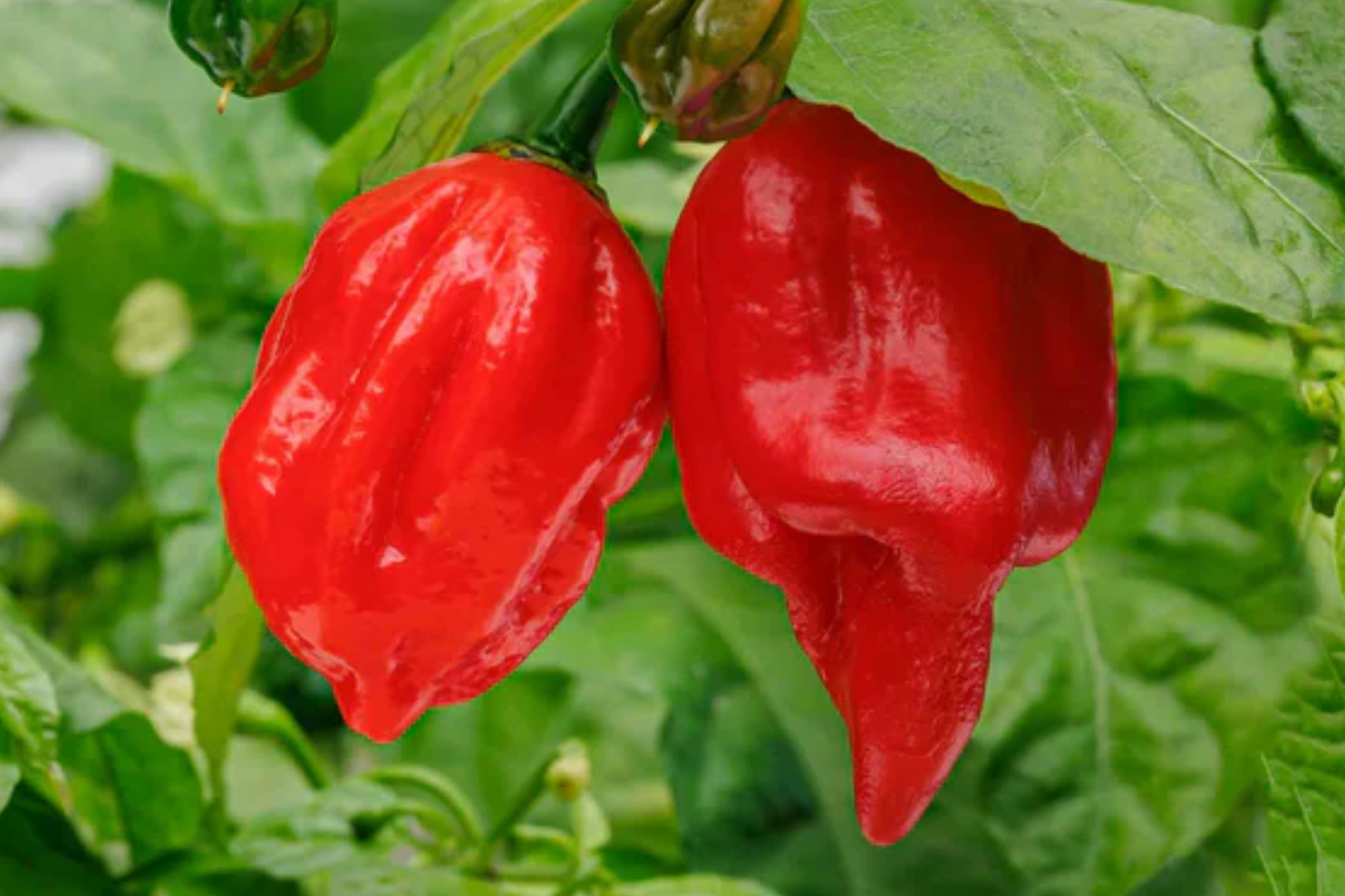 3 Starter Plants 7 Pot Red Pepper - Super Hot Chili - Extreme Heat for Spicy Recipes, Gardens & Container Growing