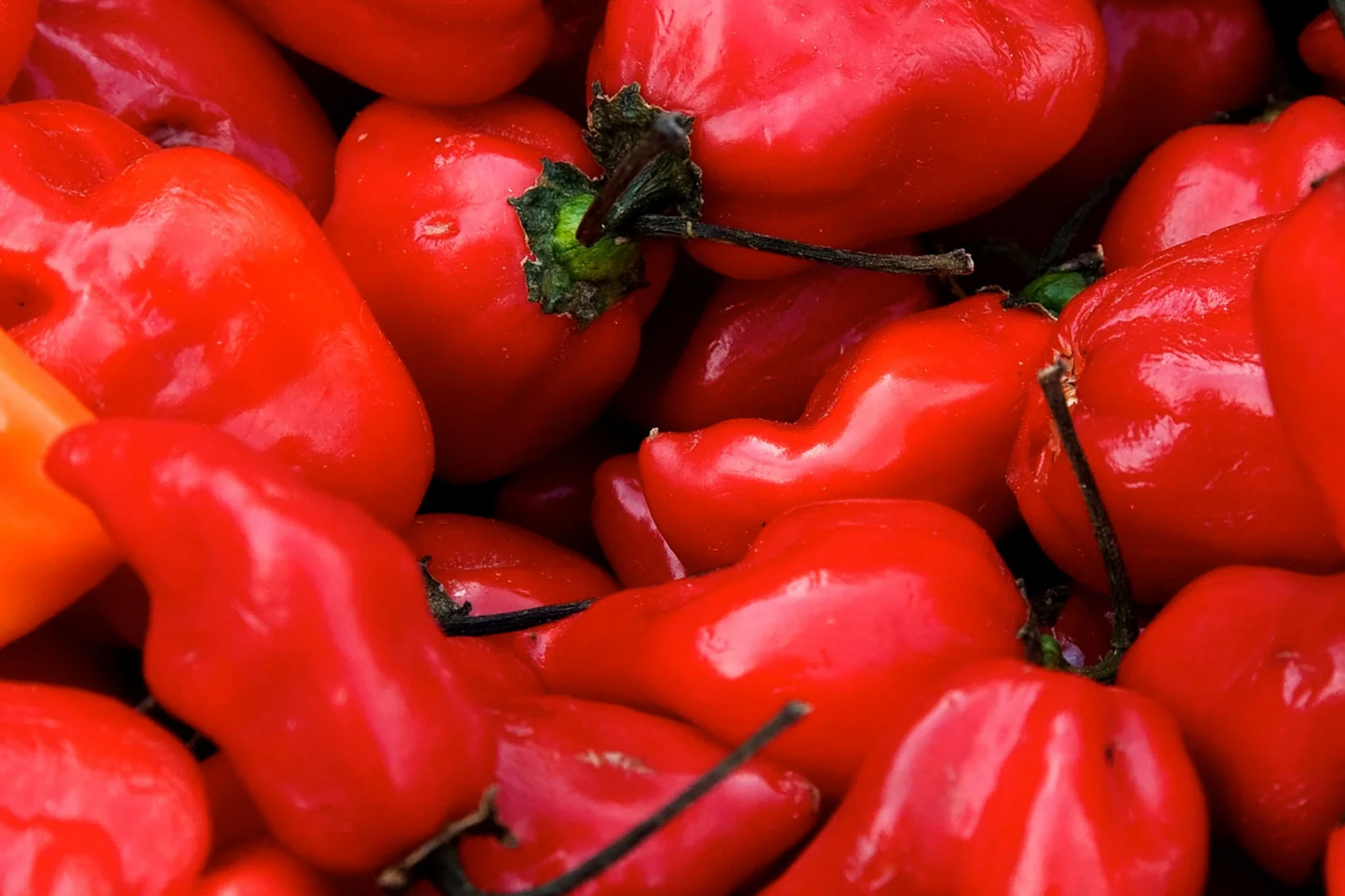 3 Caribbean Red Habanero Starter Plants - Super Hot Pepper - High Yield Chili for Spicy Recipes, Gardens & Container Growing