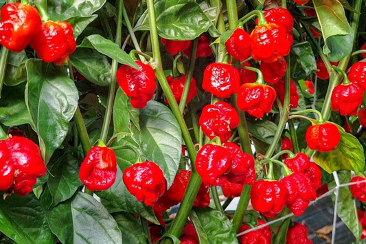 3 Trinidad Moruga Scorpion Pepper Starter Plants - Super Hot Chili - Extreme Heat for Gardens, Containers & Spicy Recipes