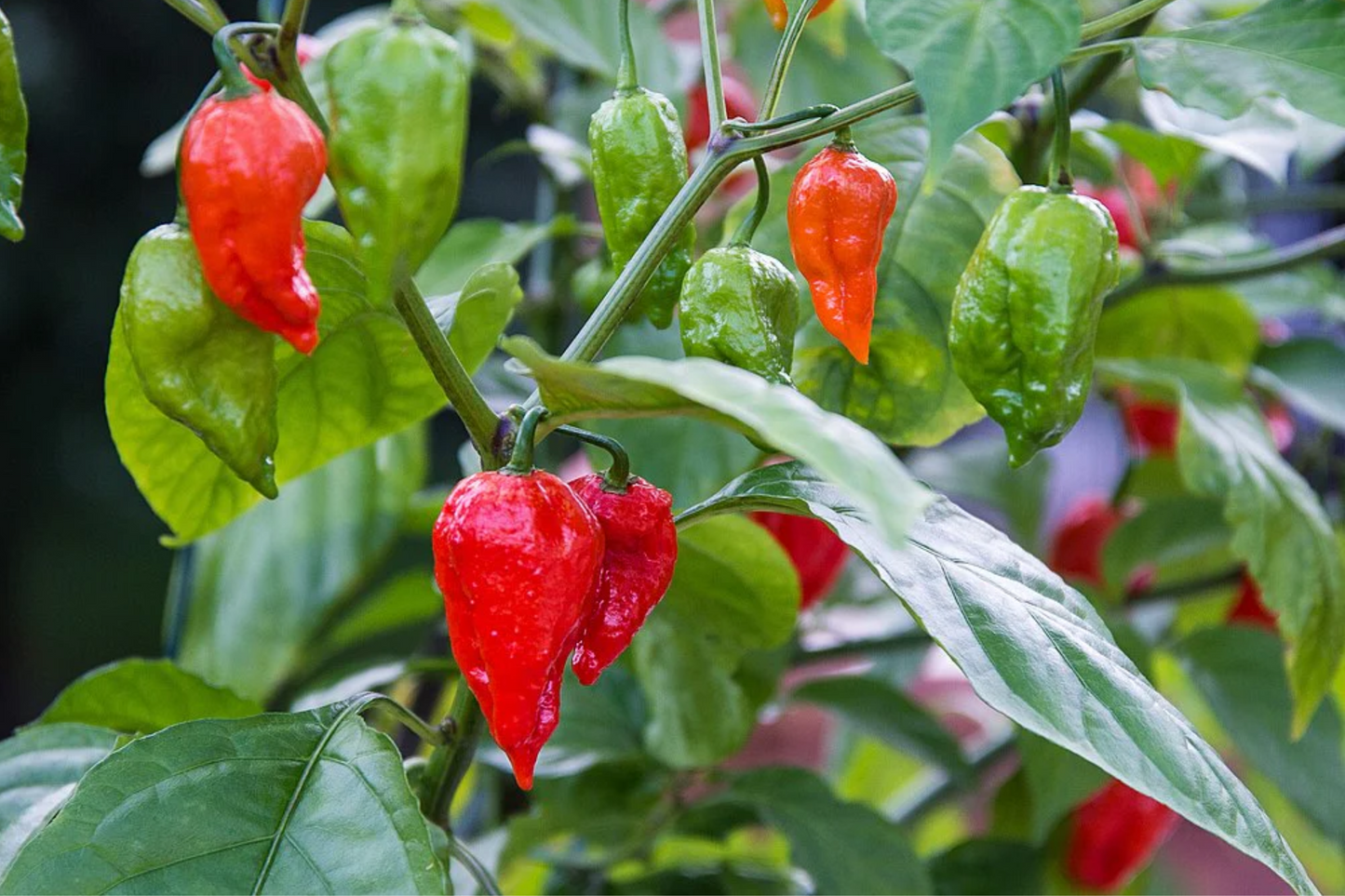 3 Red Ghost Pepper Starter Plants - Super Hot Chili - Bhut Jolokia - Fiery Peppers for Home Gardens, Containers & Spicy Recipes