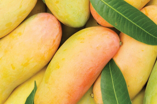 Grafted Mango Mahachanok Starter Plant Seedling - 3'-4' Tall Live Fruit Tree - Sweet, Tangy, Fiber-Free Mango for Garden or Patio