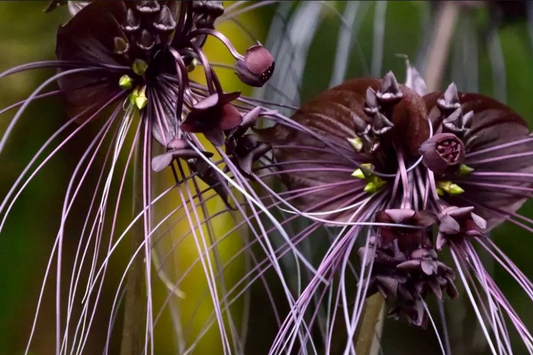 5 Black Bat Orchid Seeds (Tacca chantrieri) - Rare Tropical Houseplant, Unique Bat-Shaped Blooms, USDA Zones 10-11, Indoor or Outdoor