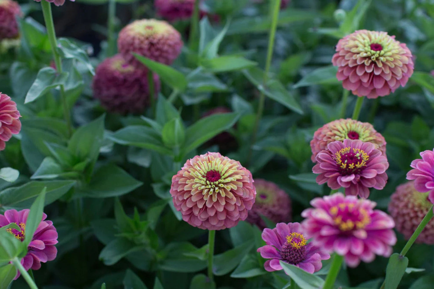 Queen Lime Red Zinnia Seeds - 100+ Unique Bi-Color Blooms - USA Grown -  - Cut Flowers - Butterfly Garden - Easy Grow