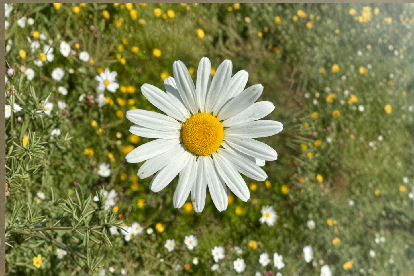 100 Oxeye Daisy Seeds – Leucanthemum vulgare – White Wildflower – Cottage Garden Flower