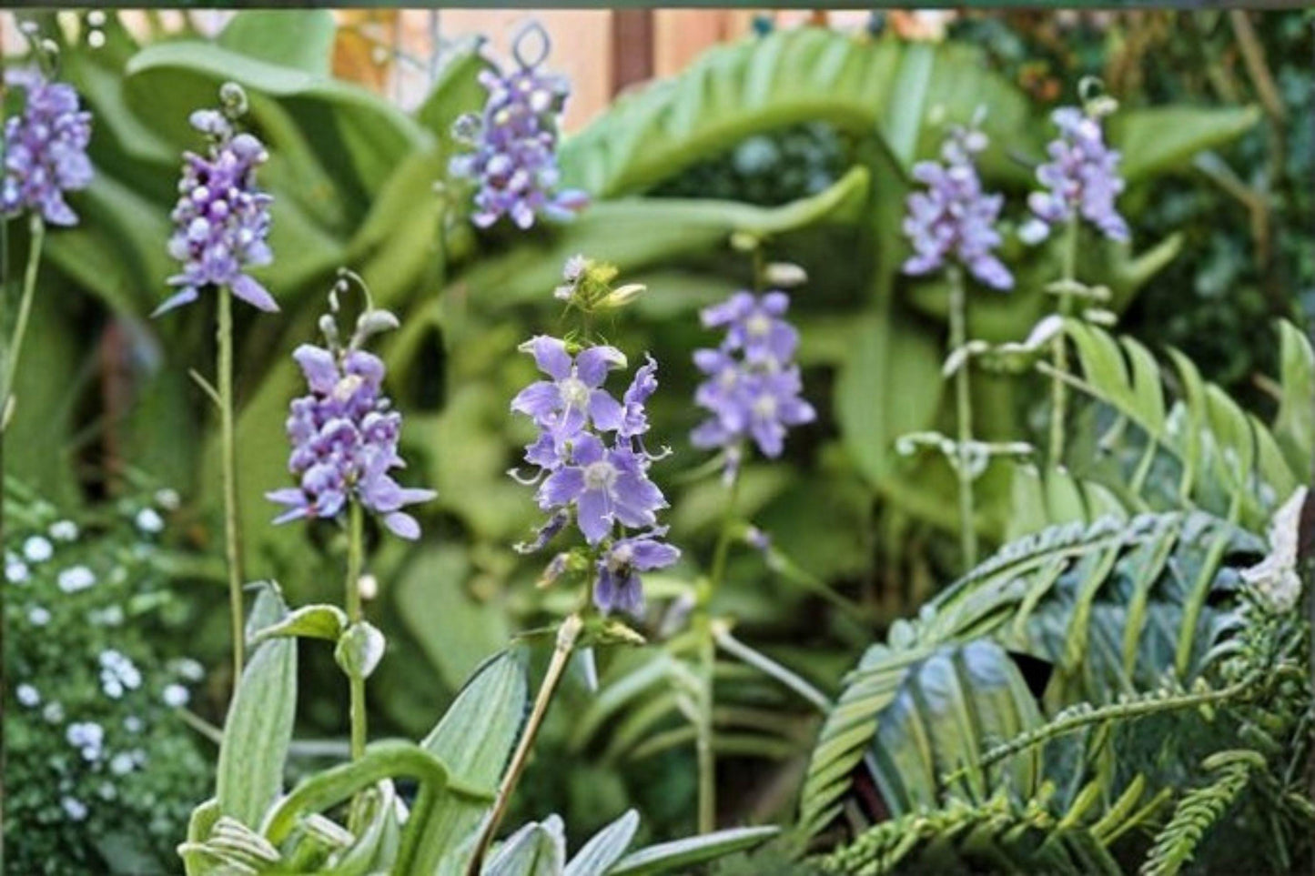 500 Tall Bellflower Seeds – Native Blue Wildflower, Pollinator Garden
