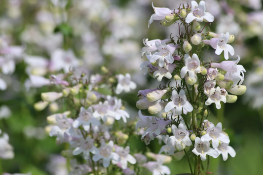 50 Seeds Penstemon Angustifolius | Narrowleaf Beardtongue Seeds for Planting | Native Perennial | Blue Wildflower | Pollinator Friendly