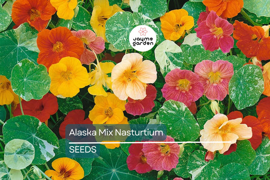 Alaska Mix Nasturtium Seeds - Non-GMO, Variegated Foliage, Orange/Yellow/Red Blooms, Edible, Attracts Pollinators, Free Shipping