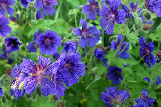 Ivy Geranium - 8 Cuttings (4 Vibrant Colors) for Rooting | Labeled with Rooting Powder & Instructions | USA Grown