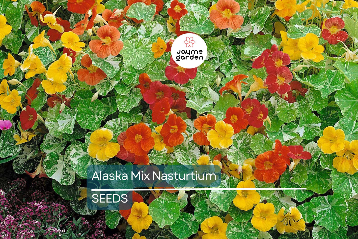 Alaska Mix Nasturtium Seeds - Non-GMO, Variegated Foliage, Orange/Yellow/Red Blooms, Edible, Attracts Pollinators, Free Shipping