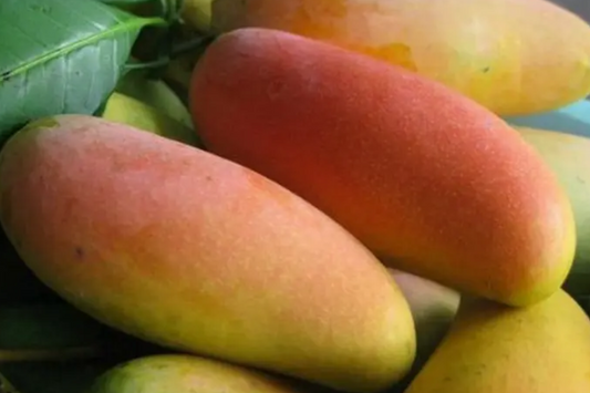 Mango Mahachanok Starter Plant Seedling - 12’-24’ Tall Live Fruit Tree - Sweet, Tangy, Fiber-Free Mangoes for Garden or Landscape