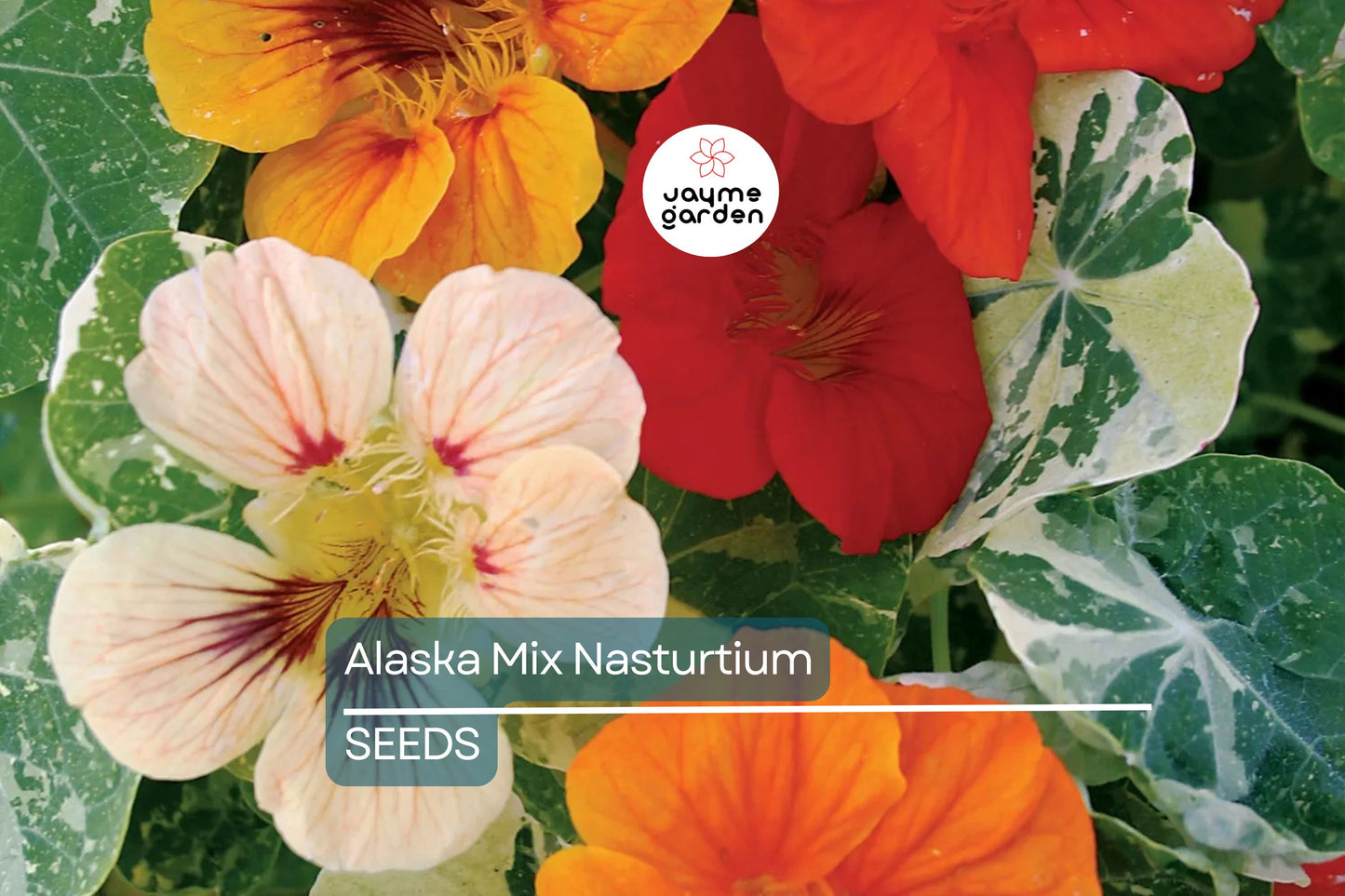 Alaska Mix Nasturtium Seeds - Non-GMO, Variegated Foliage, Orange/Yellow/Red Blooms, Edible, Attracts Pollinators, Free Shipping