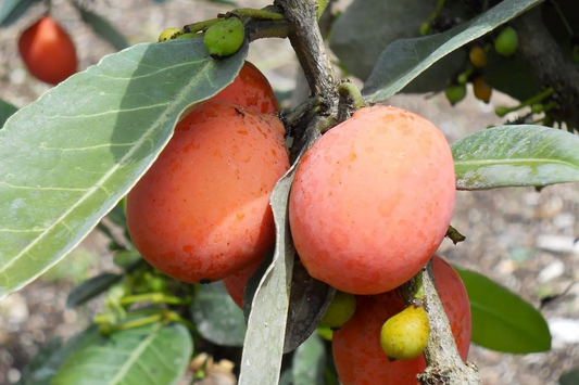 Yellow Mangosteen Starter Plant Seedling - Garcinia xanthochymus Live Fruit Tree 12’-24’ Tall - Sweet & Tangy Tropical Fruit for Garden