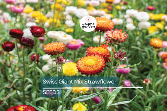 Swiss Giant Mix Strawflower Seeds | Vibrant Colors | Everlasting Blooms | Cut & Dried Flowers | Heat Tolerant | Free Shipping