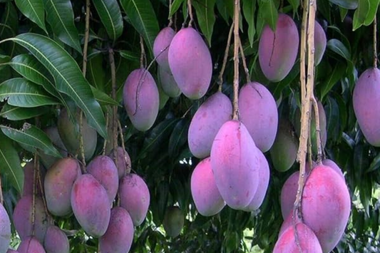 Palmer Mango Seedling - Mangifera Indica, 1-2 ft Tall - Tropical Sweet Fruit Live Starter Plant, Grown from Seed, Ideal for Warm Climates