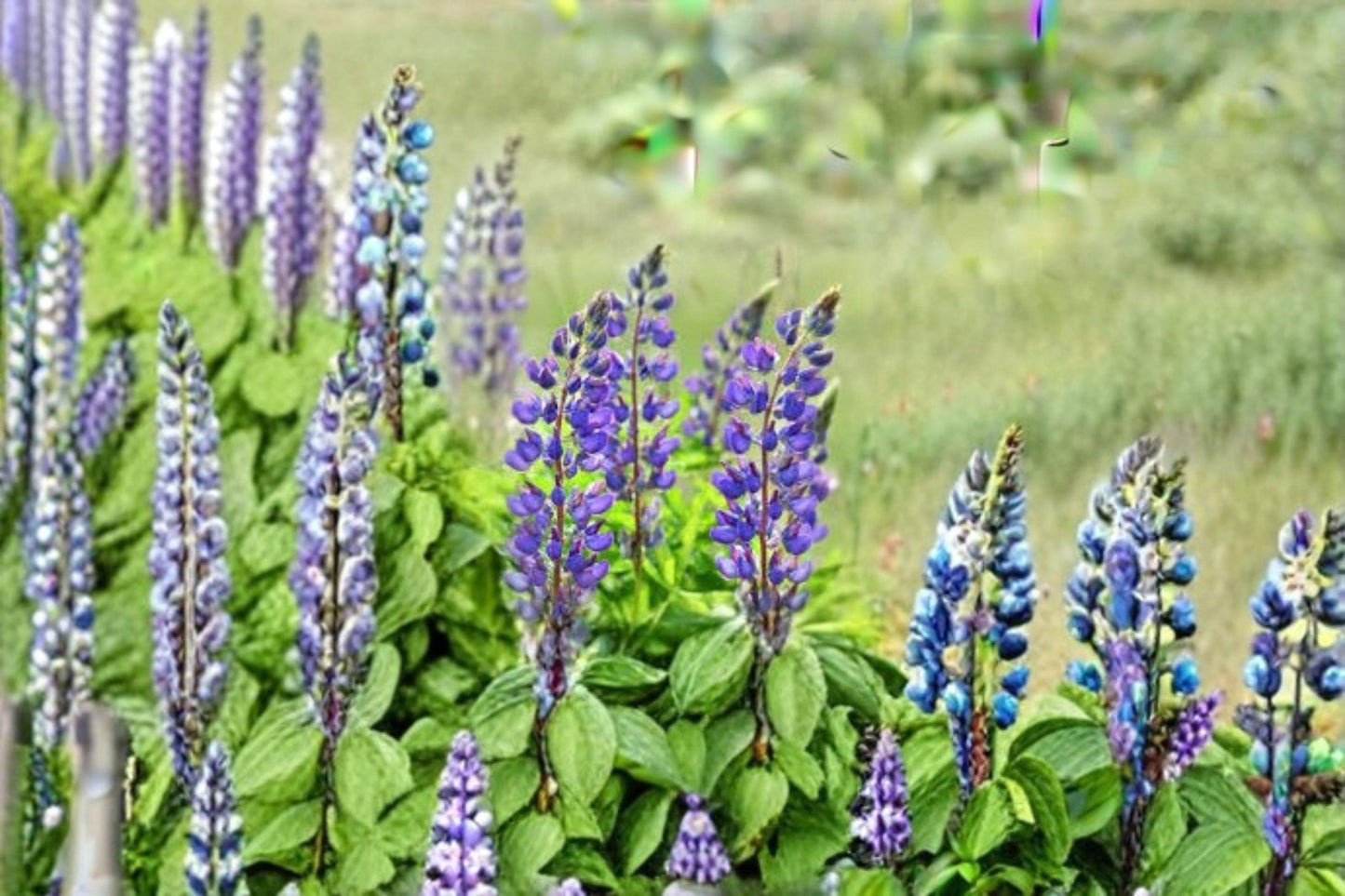 500 mg Lupine Perennial Blue Seeds (Lupinus perennis) – Native Wildflower for Pollinator & Cottage Gardens