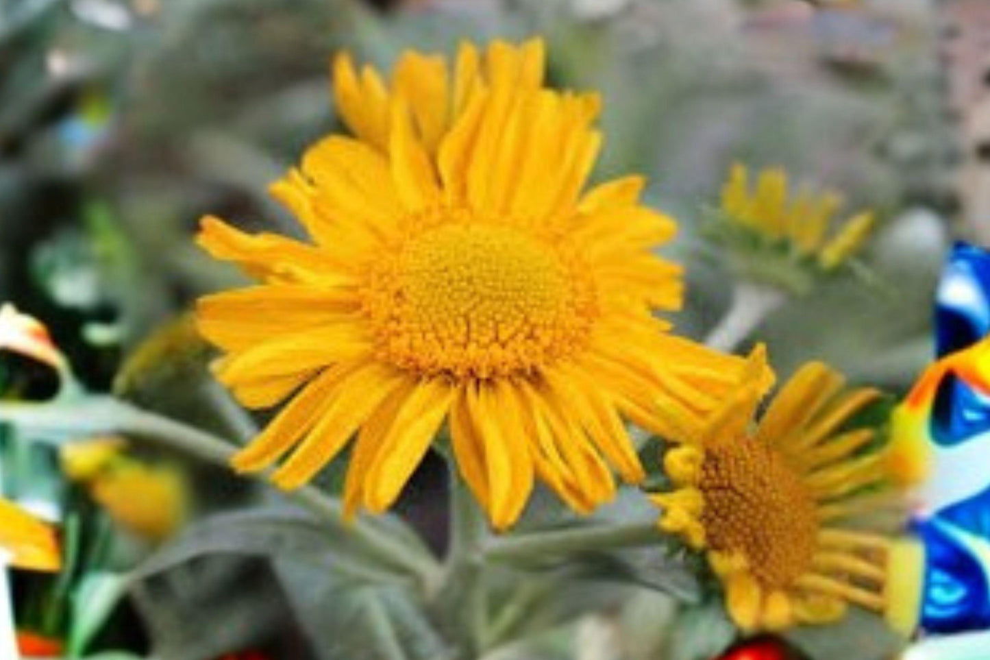 40 Orange Mountain Daisy Seeds – Hymenoxys hoopesii – Native Wildflower – Pollinator Plant – Yellow Blooms