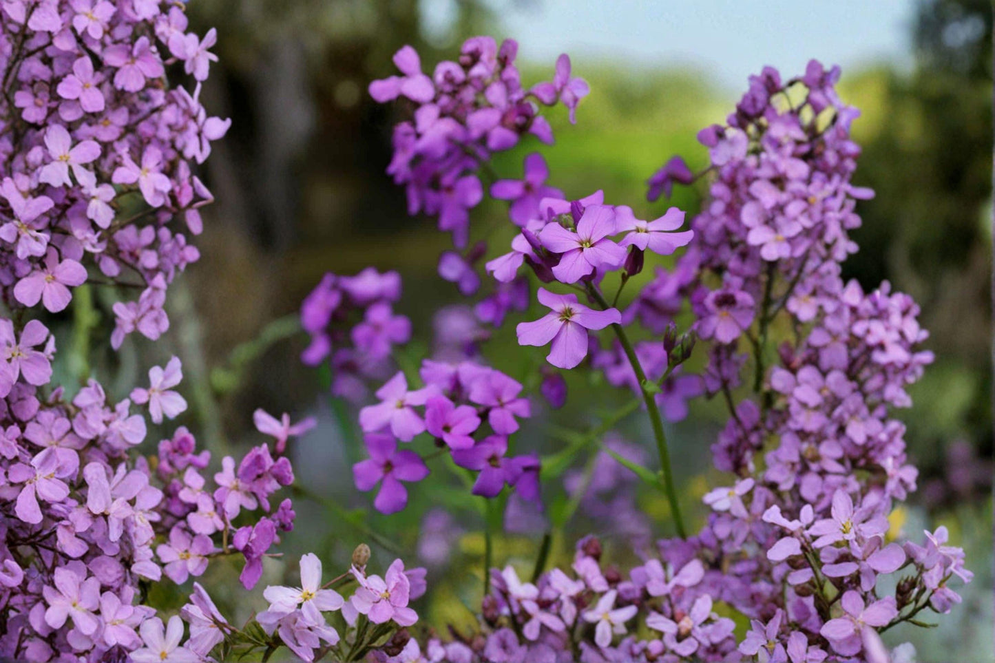 100 Dames Rocket Seeds – Hesperis matronalis – Fragrant Spring Flower – Cottage Garden Plant