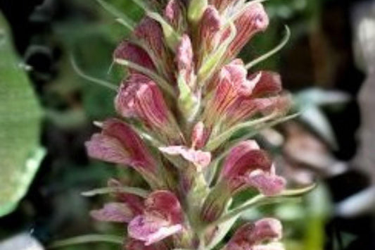 100 Giant Lousewort Seeds – Pedicularis procera – Rare Wildflower – Native Perennial – Moist Meadow Plant