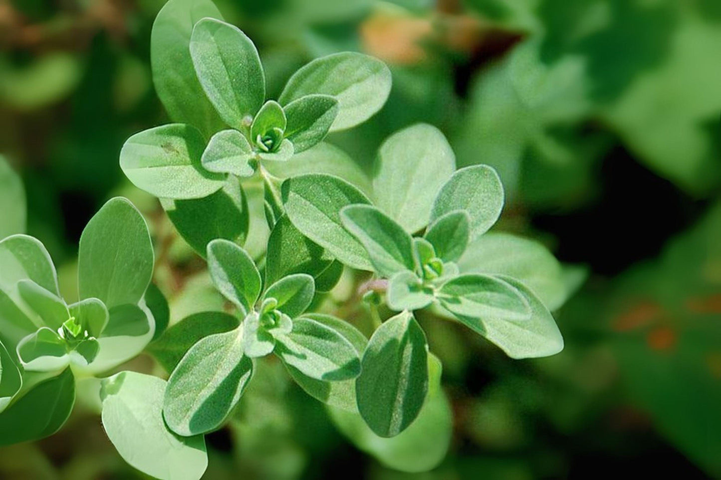400 Heirloom Marjoram Seeds: Sweet Culinary Herb for Mediterranean Gardens