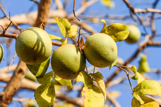 10 Bael Fruit Tree (Aegle marmelos) Seeds - Bengal Quince, Sacred Stone Apple, Rare!