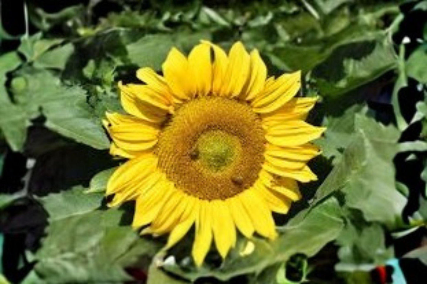 1 g Sunspot Sunflower Seeds – Dwarf Giant Bloom Sunflower for Pots and Garden Borders