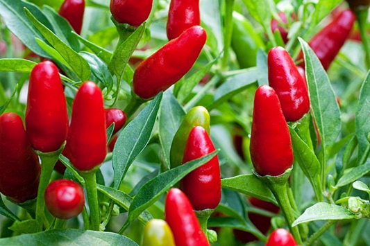 250mg Seeds Hot Chile Pequin Pepper | Heirloom Pepper for Planting | Spicy & Flavorful | Compact Plant | Perfect for Salsas and Cooking
